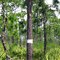 Woodpecker Marked Tree