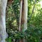Interesting tree next to trail