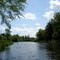 Red Cedar