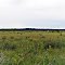 Bear Lake Sedge Meadow State Natural Area