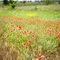 Texas Wild Flowers - Indian Blanket