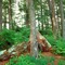 Big old trees, Alaska