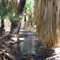 Dos Palmas Spring