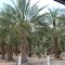 Date palm plantation outside Mecca on the Salton Sea