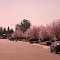 pink sky