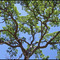 Blue Oak