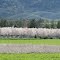 Capay Valley almond blossoms