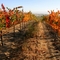 Autumn Vines, Livermore, California