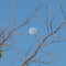 Full moon in broad daylight...