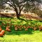 Joan's Farm and Pumpkin Patch- Livermore