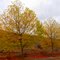 Autumn in Livermore, Oct 2011