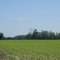 Spring Corn