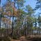 Upland pine forest