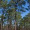 Pinus palustris (Longleaf pine)