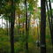 Colors Changing
