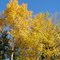 Golden Leaves