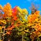 Eye Popping Fall Colors