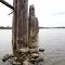 Pilings at Browning Lake