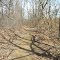 Trail