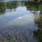 Manatees, Santa Fe River FL