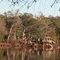 Look from across the Swannee River