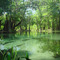 Shallow portion of Ichetucknee State Park