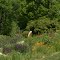 chanticleer