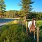 Country Neigh-bors - talking over the fence