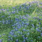 TX Wildflowers