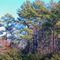 Elizabeth River Nature Trail