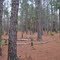 Pine Forest, PBCA, FL