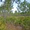 palmetto and longleaf at Palm Bluff CA, FL