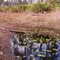 Borrow Pit at Palm Bluff Conervation Area, FL