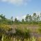 Lower land, Palm Bluff