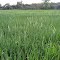 Oats