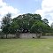 Old Oak Tree