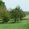 Apple trees