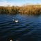 Wildlife Management Area