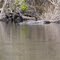 Gator in the Suwannee