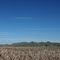 Cotton Fields