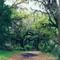 old car & draping oaks, Old Town, Florida (1997)