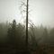 Northstar meadow in fog
