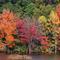 Fall Leaves