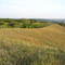 Vincent Bluff Preserve
