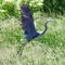 Heron on Cunningham