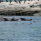 Seals in Portland Harbour