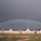 Rainbow Over Maple Grove