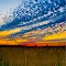 Wheat field at sunset