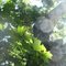 Beloved Tree