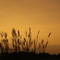 Prairie Grass Sunrise